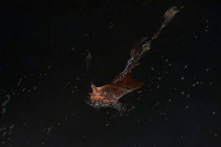 ハピネスⅡ 釣果