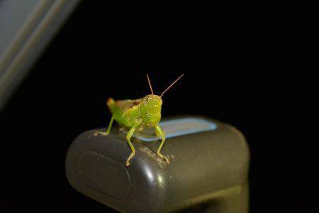 ハピネスⅡ 釣果