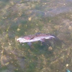 フィッシングエリア帝釈 釣果