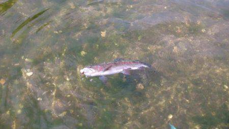 フィッシングエリア帝釈 釣果