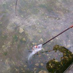 フィッシングエリア帝釈 釣果