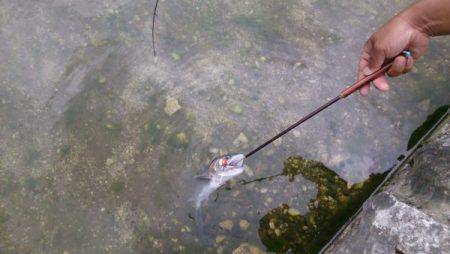 フィッシングエリア帝釈 釣果