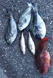 伊豆下田フィッシング 釣果