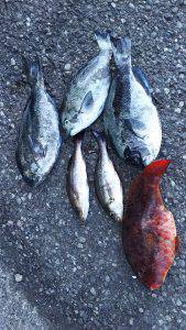 伊豆下田フィッシング 釣果