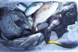 伊豆下田フィッシング 釣果