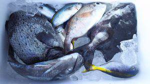 伊豆下田フィッシング 釣果