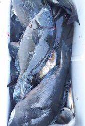 伊豆下田フィッシング 釣果