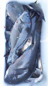 伊豆下田フィッシング 釣果