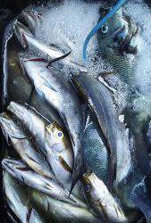 伊豆下田フィッシング 釣果