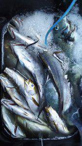 伊豆下田フィッシング 釣果