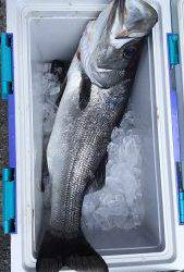 伊豆下田フィッシング 釣果