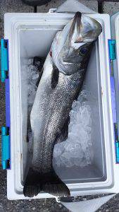 伊豆下田フィッシング 釣果