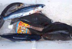 伊豆下田フィッシング 釣果