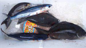 伊豆下田フィッシング 釣果