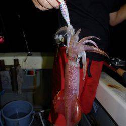 ハピネスⅡ 釣果