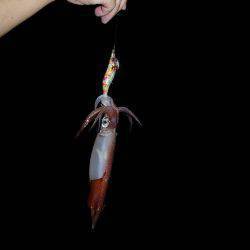 ハピネスⅡ 釣果