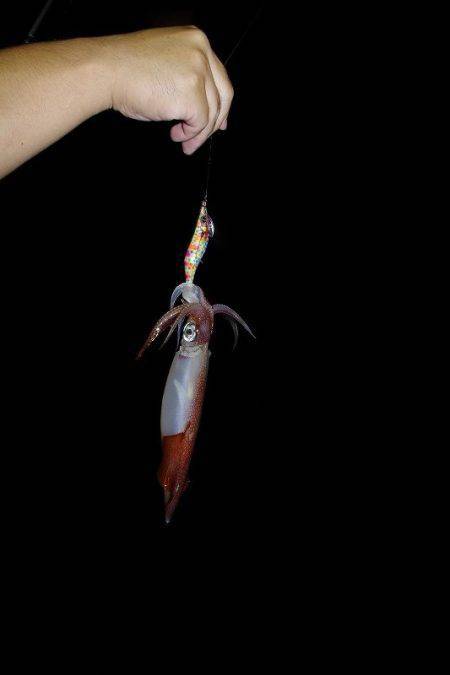 ハピネスⅡ 釣果