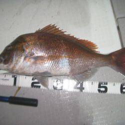 Aquanaut（アクアノート） 釣果