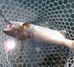 朝霞ガーデン 釣果