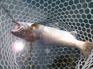 朝霞ガーデン 釣果