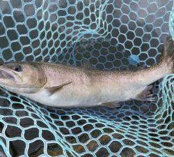 朝霞ガーデン 釣果