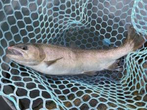 朝霞ガーデン 釣果