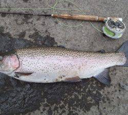 朝霞ガーデン 釣果