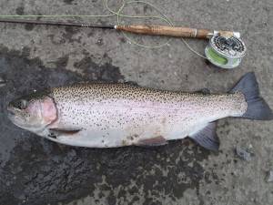 朝霞ガーデン 釣果