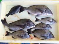 和歌山マリーナシティ釣り公園 釣果