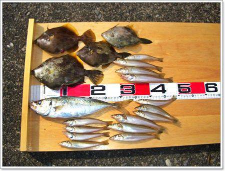 栄丸 釣果