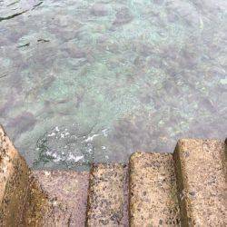 鵜来島家本渡船 釣果