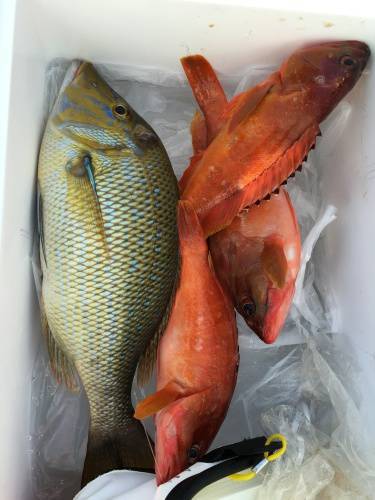鵜来島家本渡船 釣果