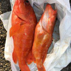 鵜来島家本渡船 釣果