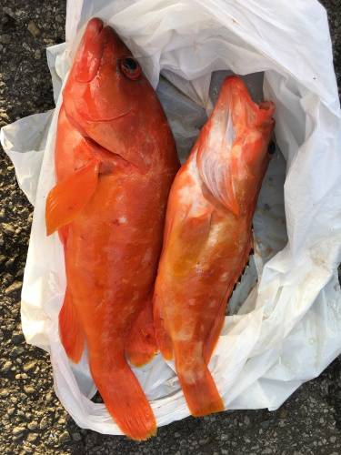 鵜来島家本渡船 釣果