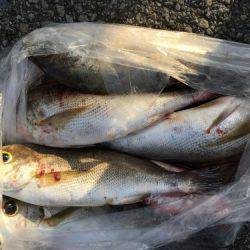 鵜来島家本渡船 釣果