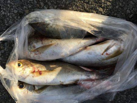 鵜来島家本渡船 釣果