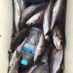 鵜来島家本渡船 釣果