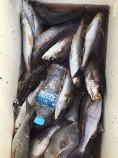 鵜来島家本渡船 釣果