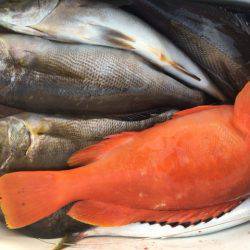 鵜来島家本渡船 釣果