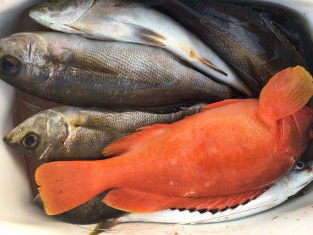 鵜来島家本渡船 釣果