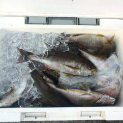 鵜来島家本渡船 釣果