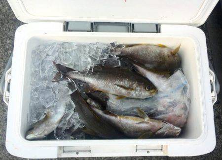 鵜来島家本渡船 釣果
