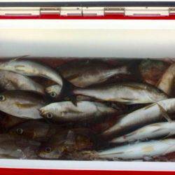 鵜来島家本渡船 釣果