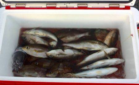 鵜来島家本渡船 釣果