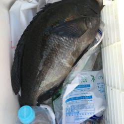 鵜来島家本渡船 釣果