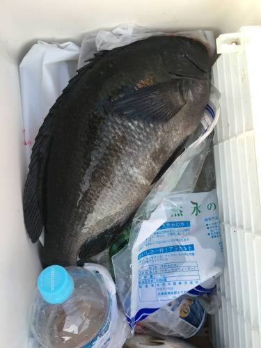 鵜来島家本渡船 釣果