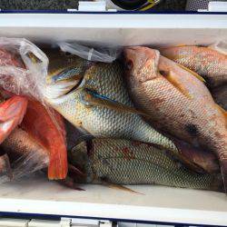 鵜来島家本渡船 釣果