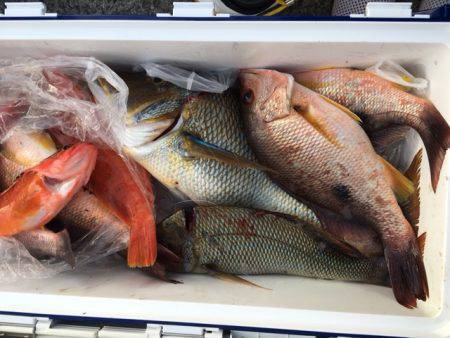 鵜来島家本渡船 釣果