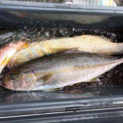 鵜来島家本渡船 釣果