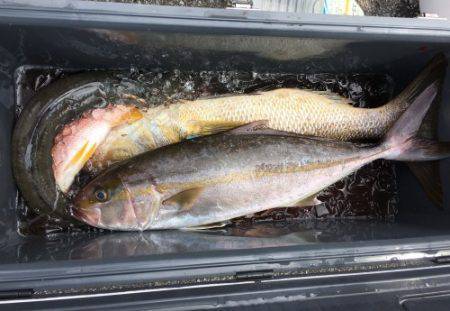 鵜来島家本渡船 釣果